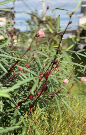 ローゼルの花